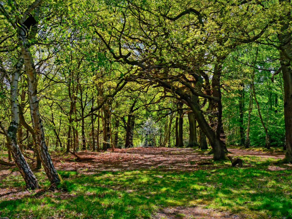 Land Restoration Wimberley TX