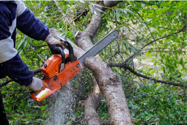 Cedar removal Wordcreek TX