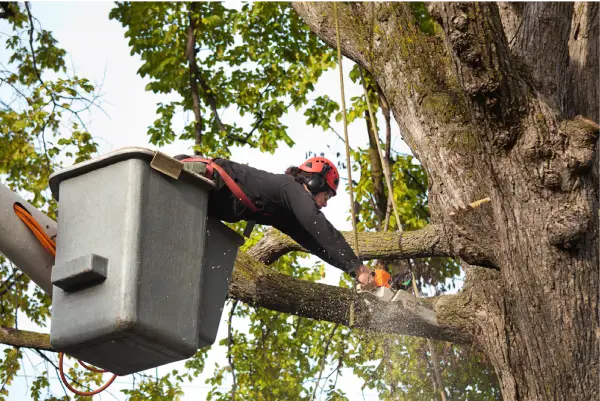 Tree service Kyle TX