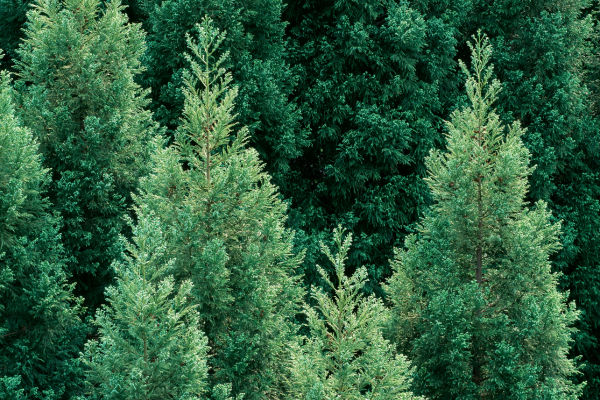 Tree Service in Buda, TX