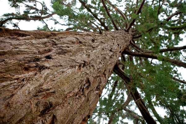 Tree Service in Niederwald, TX