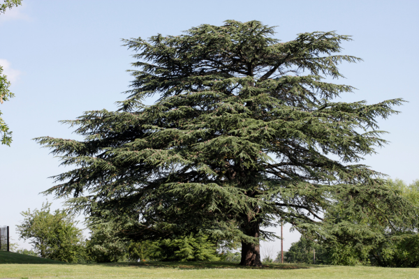 Niederwald Tree Service